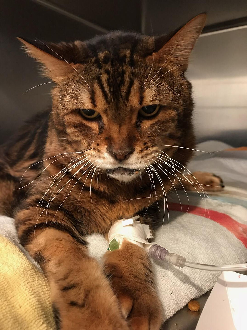 Raja-Another victim of Mohnacky Animal Hospital