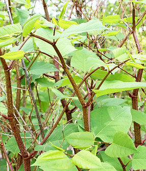 Japanease Knotweed.jpeg