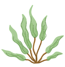 Brand Asset - Drawing of Coral 