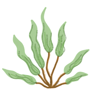 Brand Asset - Drawing of Coral 