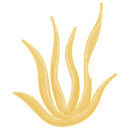 Brand Asset - Drawing of Coral 