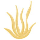 Brand Asset - Drawing of Coral 