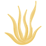 Brand Asset - Drawing of Coral 