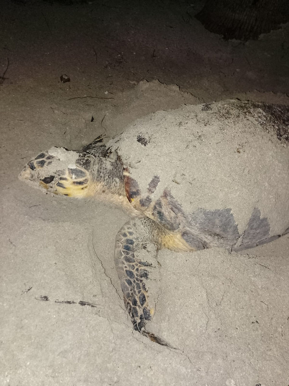 Pompion Caye Turtle