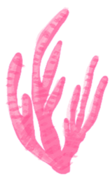 Brand Asset - Drawing of Coral 