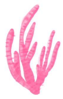 Brand Asset - Drawing of Coral