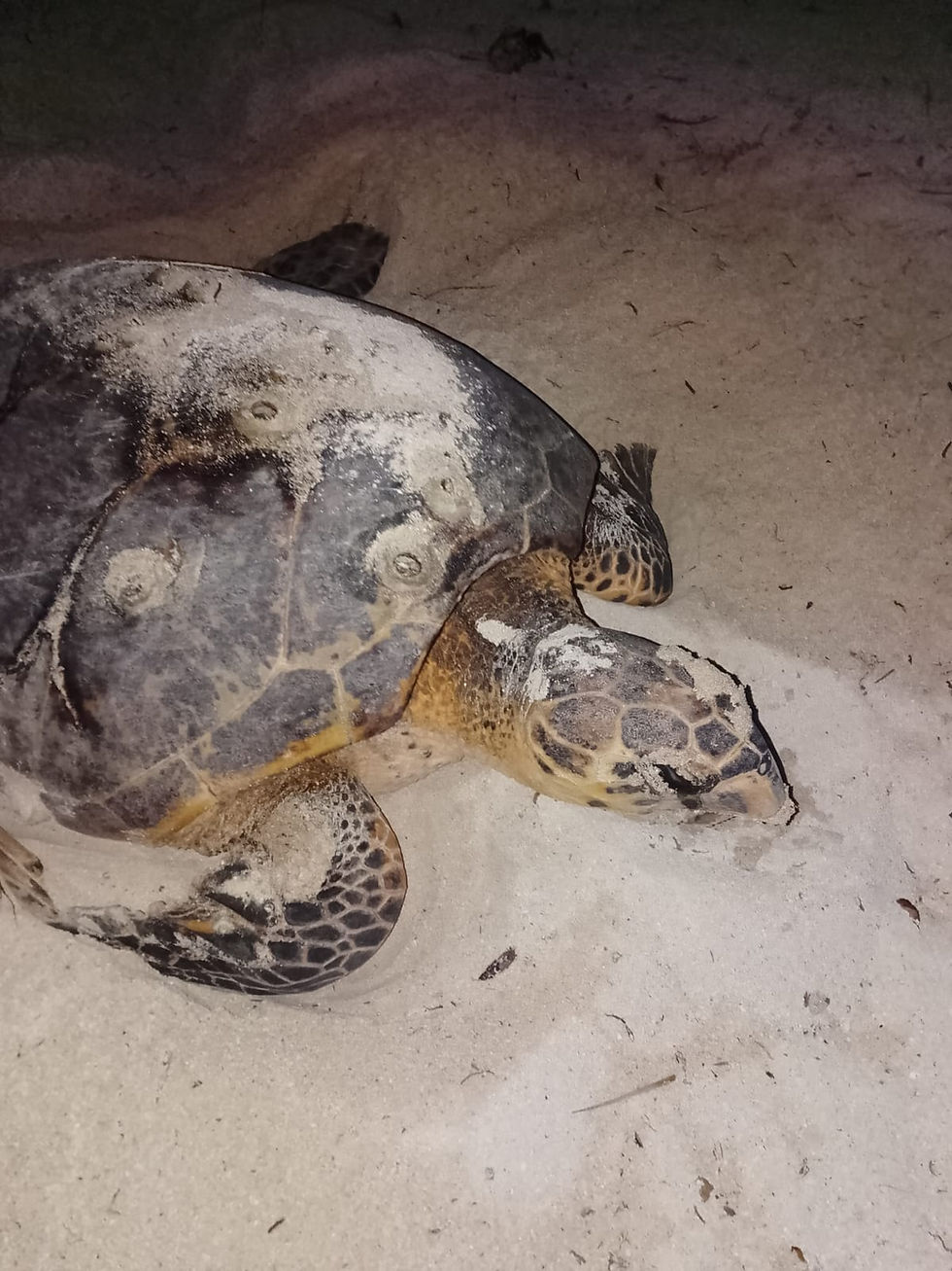 Pompion Caye Turtle