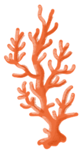 Brand Asset - Drawing of Coral