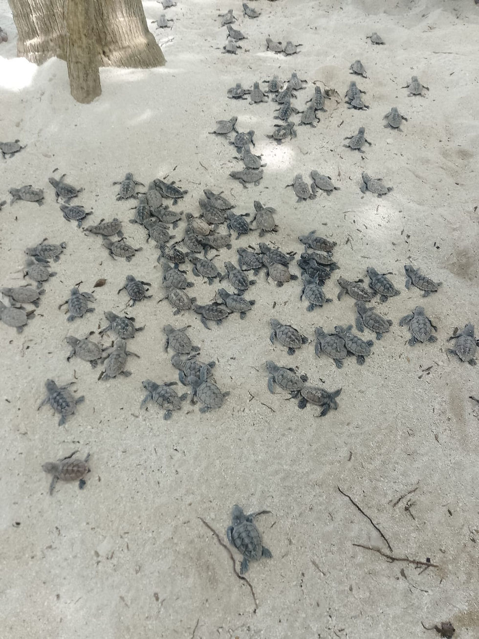 Pompion Caye Turtles