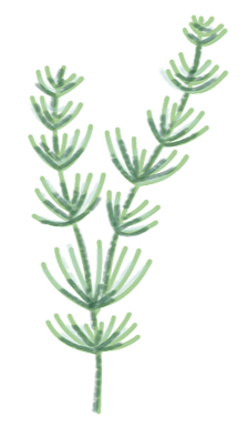 Brand Asset - Drawing of Coral