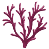 Brand Asset - Drawing of Coral 