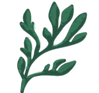 Brand Asset - Drawing of Coral