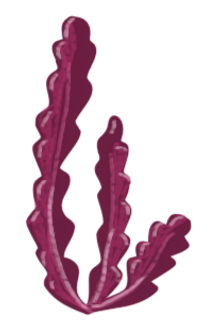 Brand Asset - Drawing of Coral 