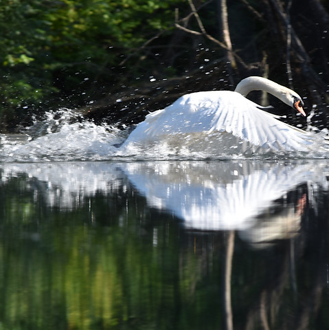 DSC_0205.JPG