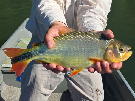 How to Fly Fish for Piraputanga - The Trout of the Tropcis