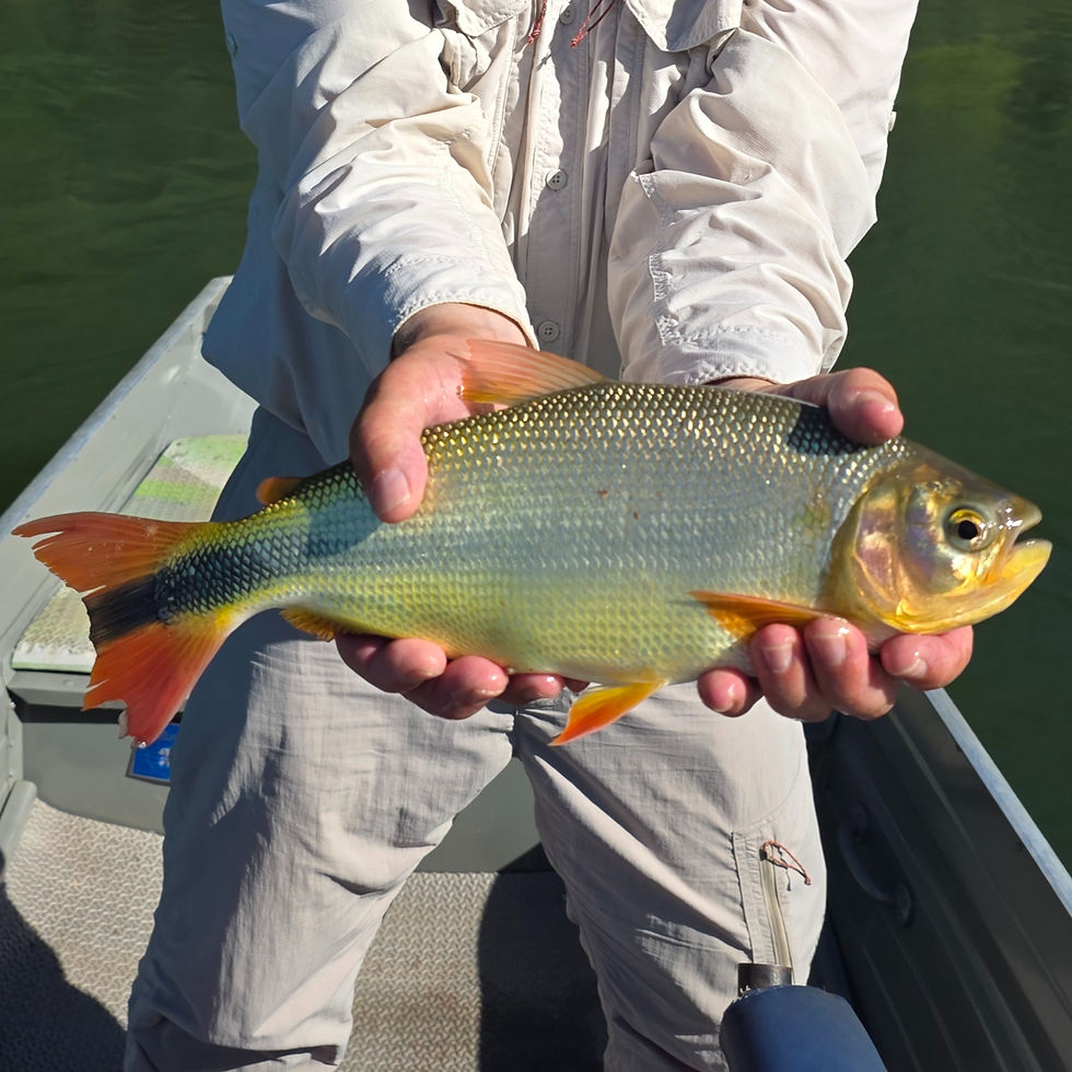 How to Fly Fish for Piraputanga - The Trout of the Tropcis