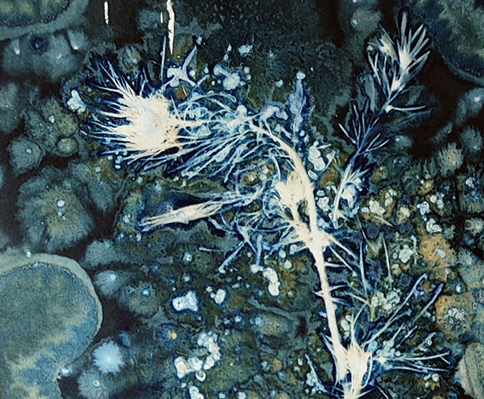 Miniature : Cyanotype de Nigelle de Damas