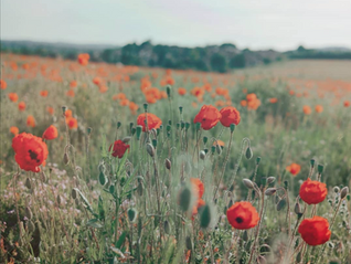 Learn French with Chloë, A Certified French Teacher (K-12) with a Master's Degree in Foreign Language Education (Ed.M.)