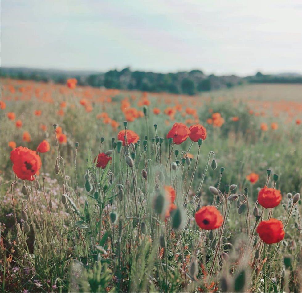 Learn French with Chloë, A Certified French Teacher (K-12) with a Master's Degree in Foreign Language Education (Ed.M.)