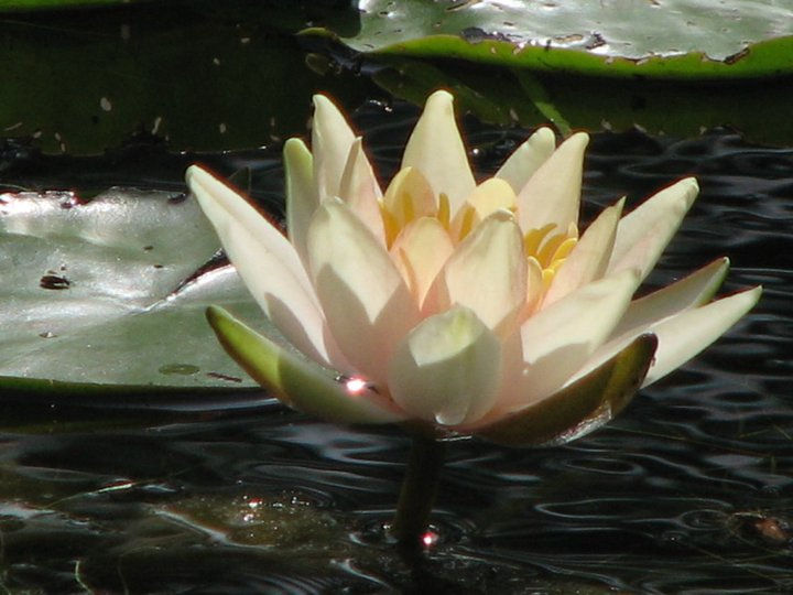 Un nymphéa dans le jardin de Claude Monet à Giverny