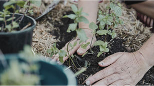 Planting a seedling in the ground as a metaphor for how we could grow tourism is a more regenerative way that benefits people and places.