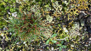 Living systems diversity as a metaphor and learning tool for rgeneration