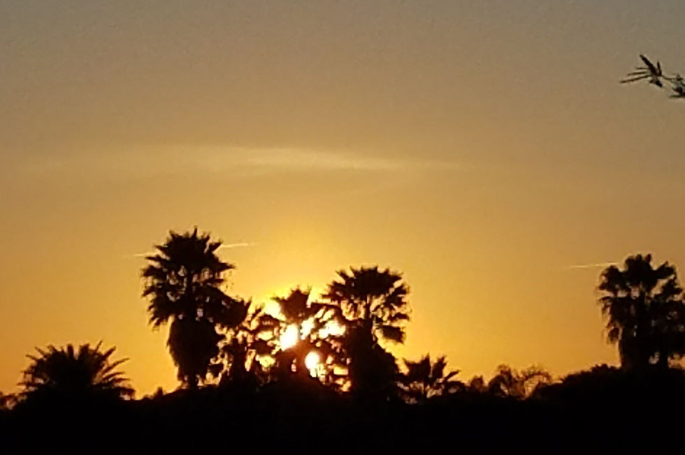 Photo of the Florida sunset. The sky is yellow making the palm trees look like shadows in the sky.