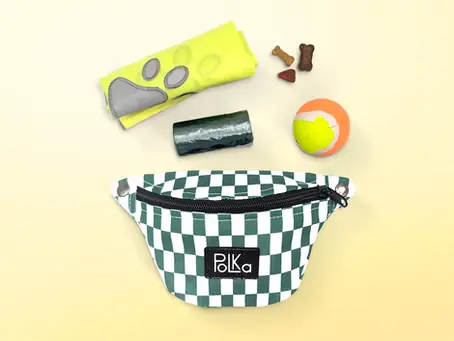 Les indispensables de la balade avec un chien