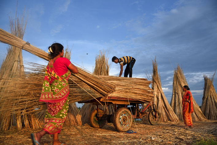 LAND, LABOR AND THE GOLDEN FIBER