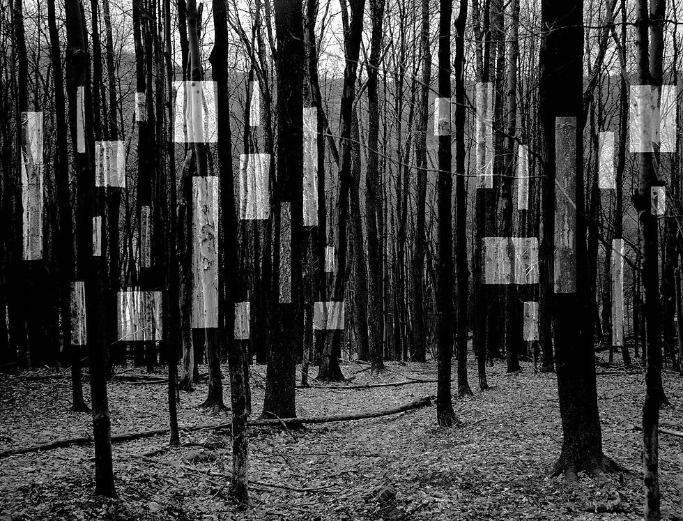 Monochrome forest with tall trees, overlayed with vertical abstract rectangles. Leaf-strewn ground creates a mysterious, artistic mood.
