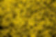 Pomarico