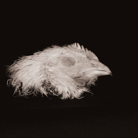 © Emma Varga