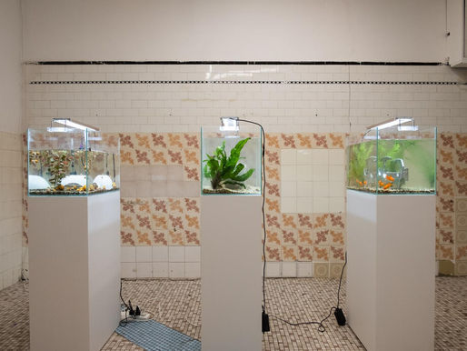 Three aquariums on pedestals in a tiled room. Each tank has plants; one has goldfish. Electric cords are visible below.