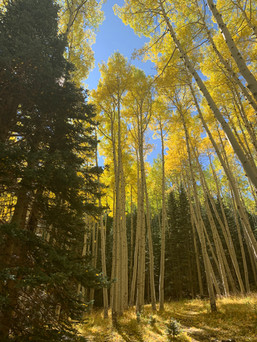 Aspens