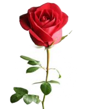 astemrose_edited.png