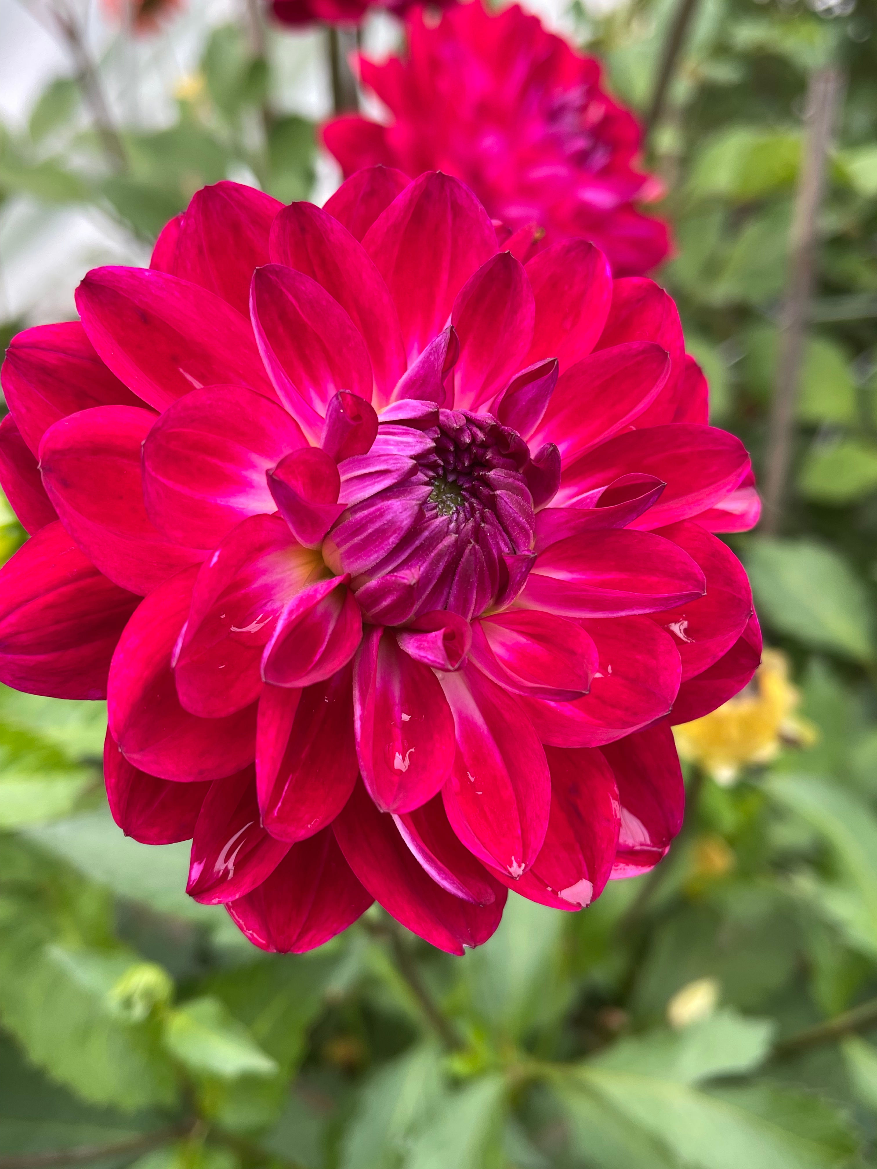 SANDIA BERTHA
