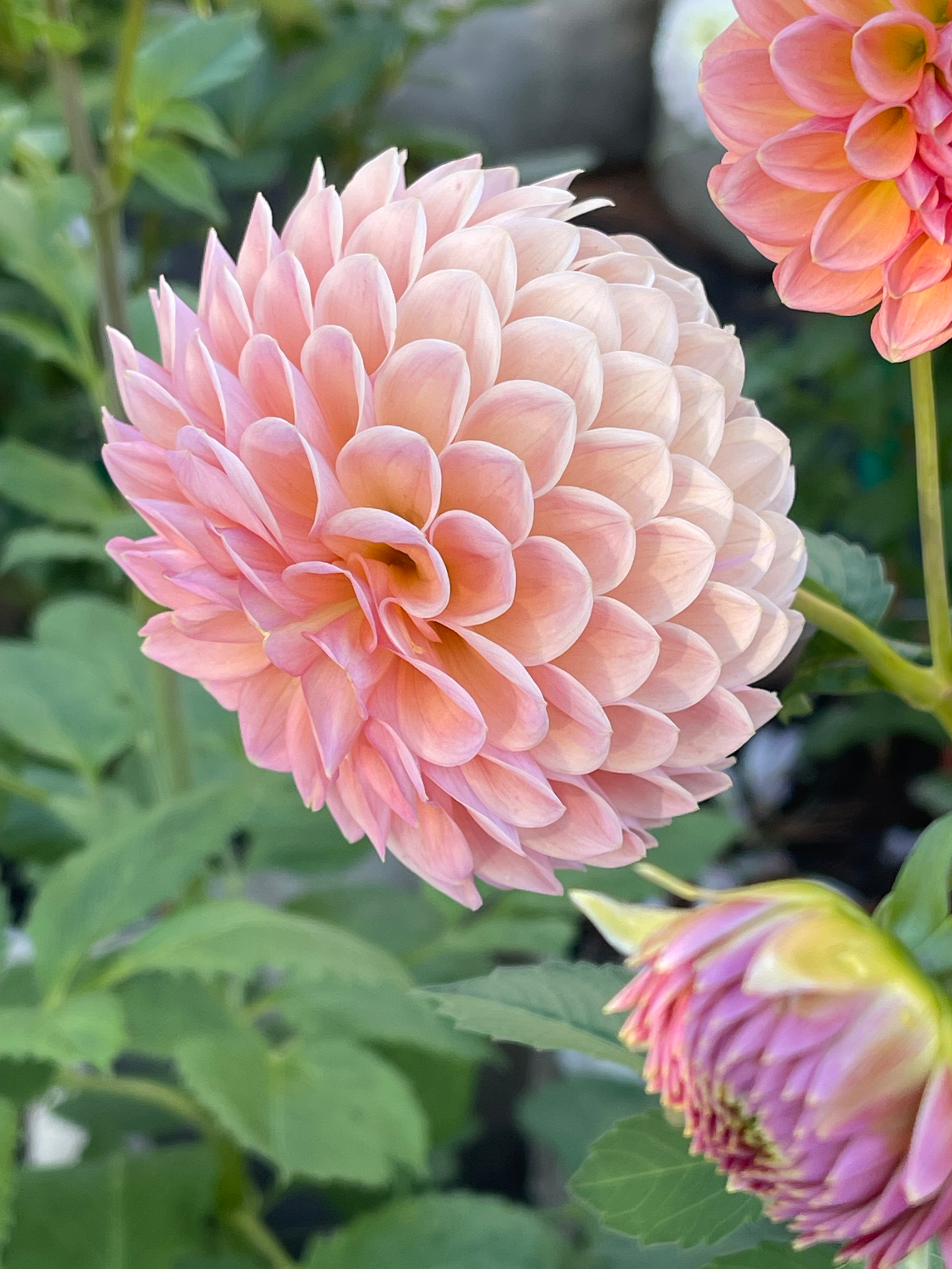 ROCK RUN ASHLEY-Dusty Rose, Salmony Peach