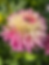 Thumbnail: PINELANDS PRINCESS