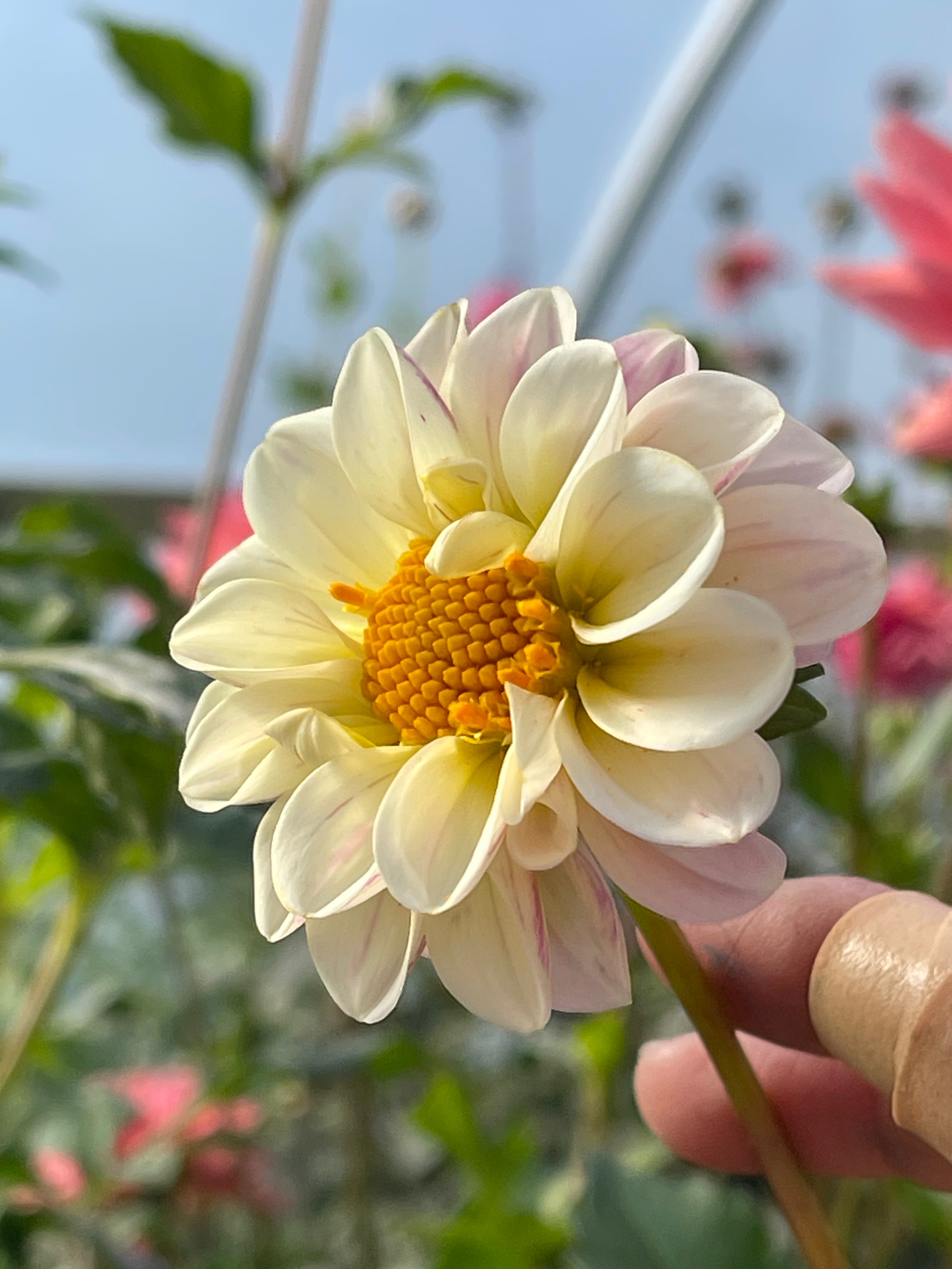 BLOOMQUIST WONDERFUL - (Sold to me as BQ wonderful)