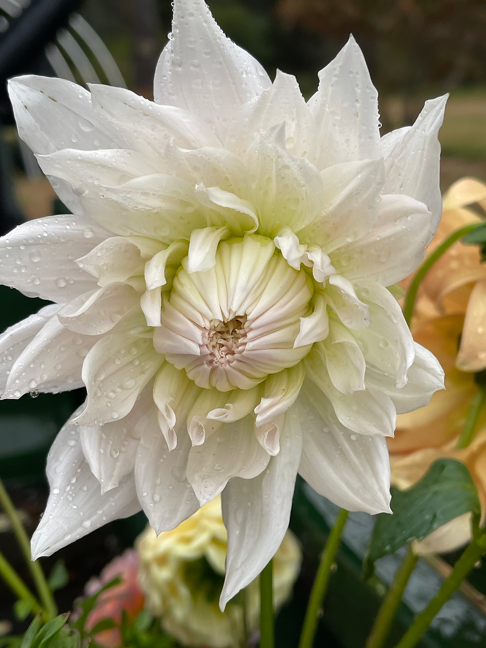 Thumbnail: BLOOMQUIST COMPARE