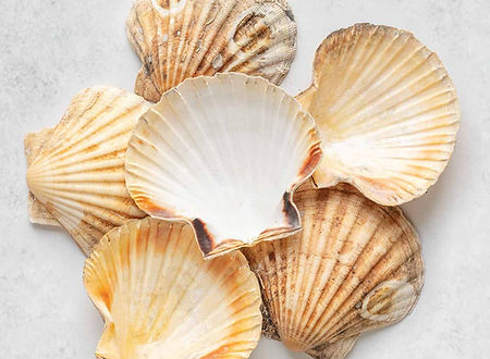 scallop-shells.jpg