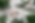 garlic and rosemary landscape.png