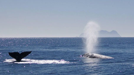 A Guide to Whale Watching and Wildlife Boat Tours in San Diego