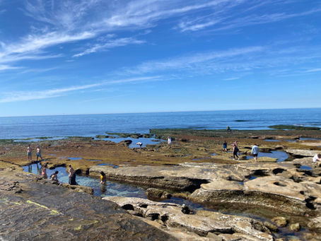 Best Beaches in San Diego for Tide Pooling: Where to Find the Most Marine Life