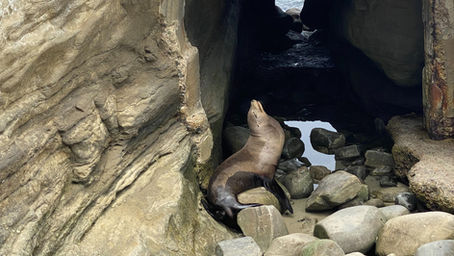 Beaches for Watching Wildlife in San Diego