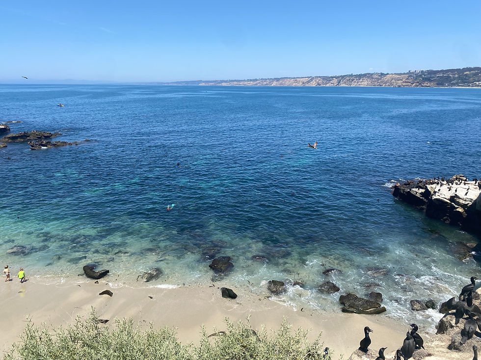 la jolla cove snorkeling