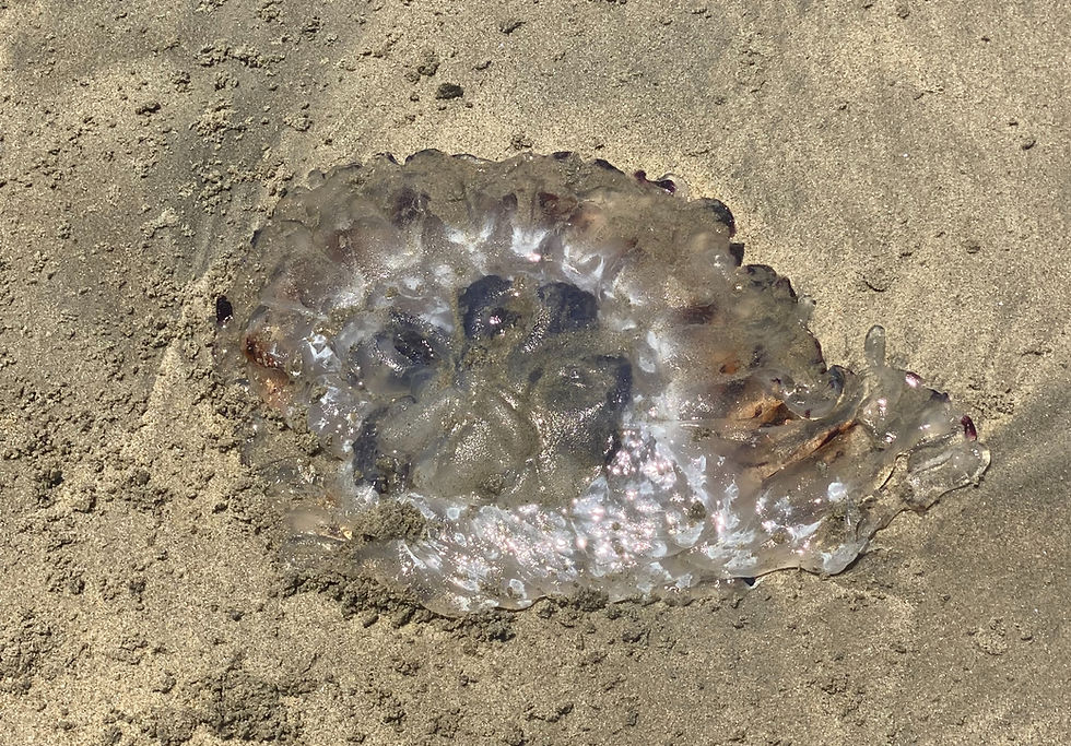 San Diego Jellyfish Guide: When & Where They Appear