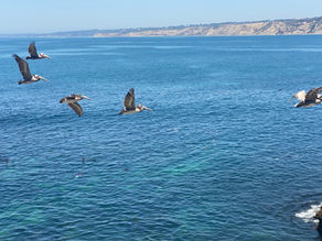When Marine Life is Most Active Along the Coast (Timing Guide for San Diego Beaches)