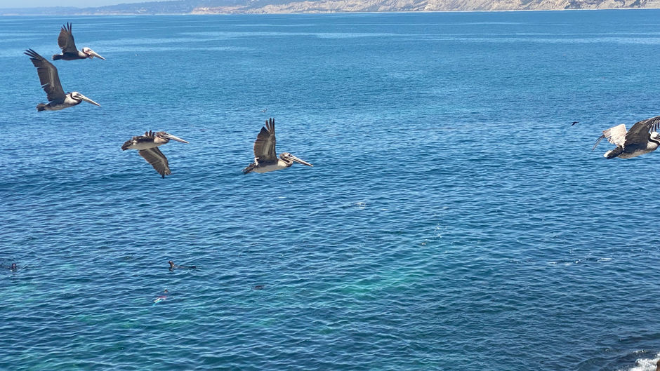 When Marine Life is Most Active Along the Coast (Timing Guide for San Diego Beaches)