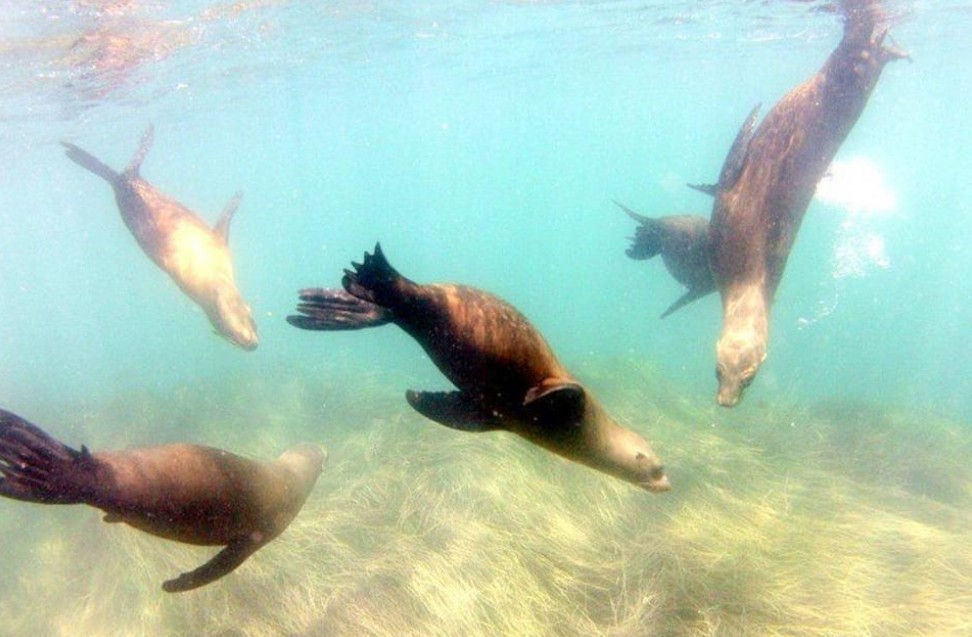 seals and sea lions at la jolla cove